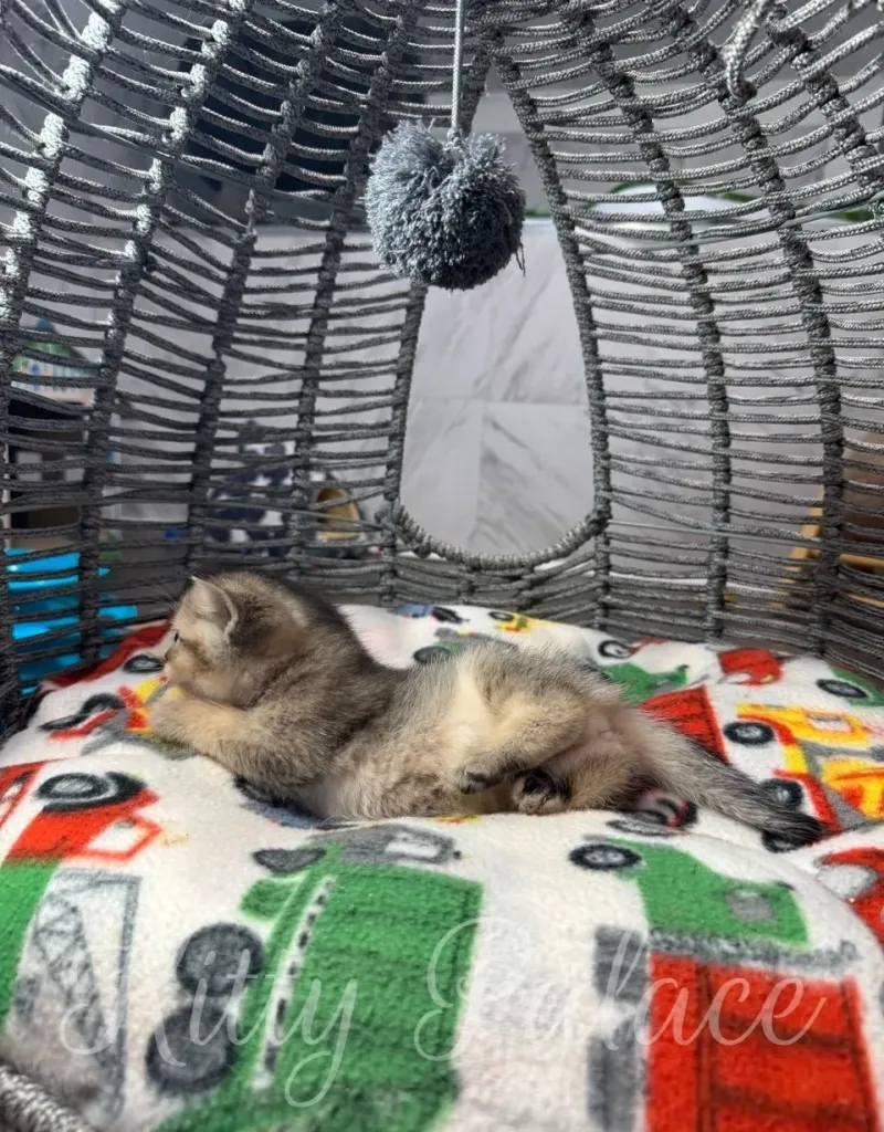 A small kitten rests comfortably on a colorful blanket inside a decorative woven basket