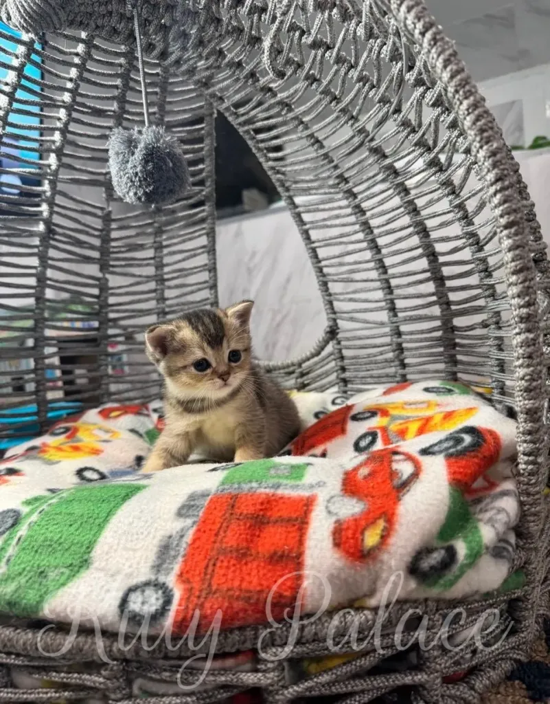 A small black golden scottish straight kitten sits comfortably on a vibrant patterned blanket inside a stylish wicker pet bed