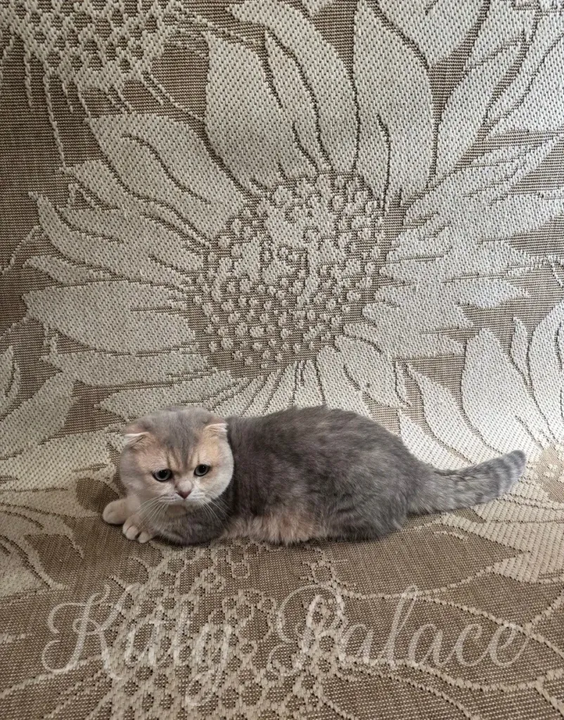 A sweet gray and cream-colored cat with folded ears resting on a textured floral-patterned backdrop