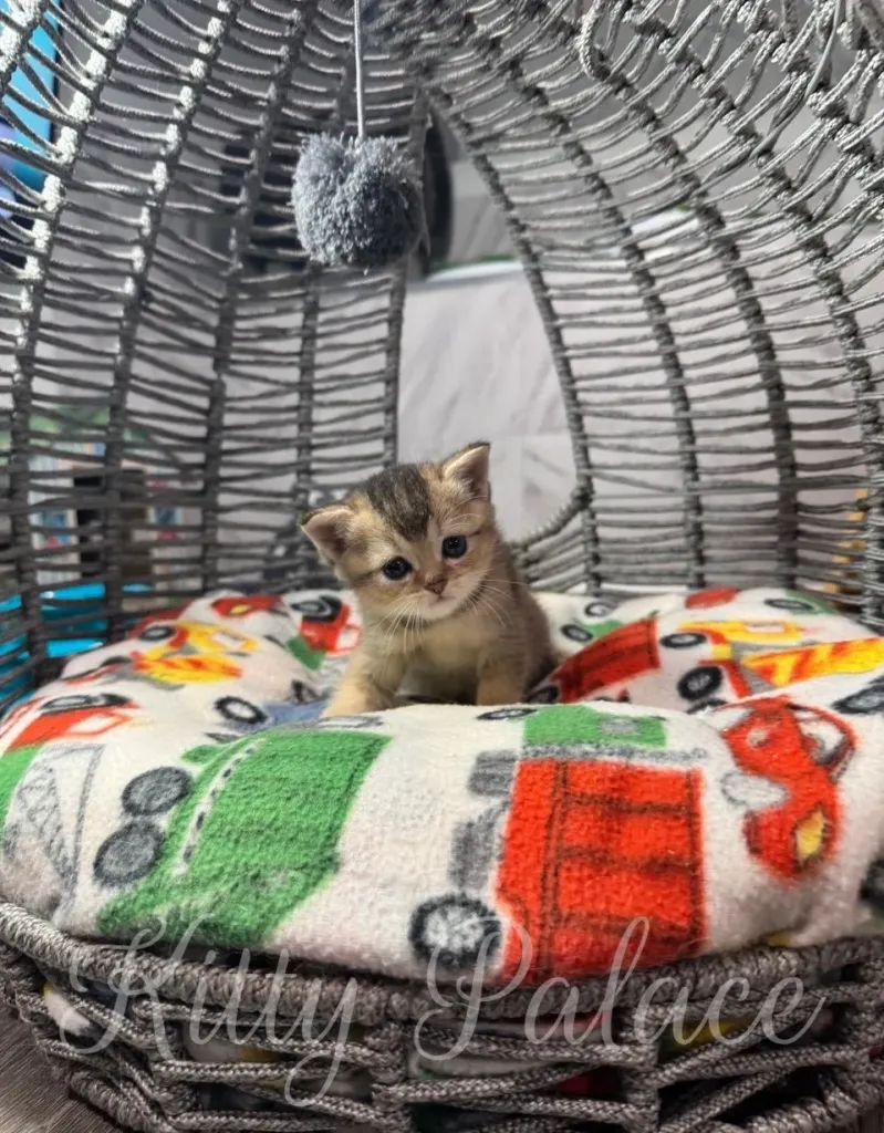 A sweet kitten curls up on a colorful blanket within a charming wicker basket, exuding warmth and comfort