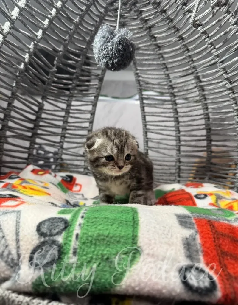A sweet marble scottish fold kitten explores its comfortable wicker bed with a playful toy suspended above