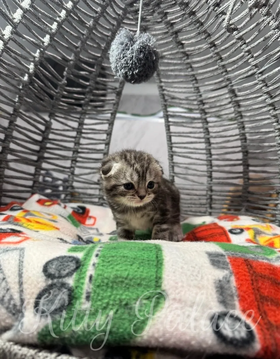 A sweet marble scottish fold kitten explores its comfortable wicker bed with a playful toy suspended above
