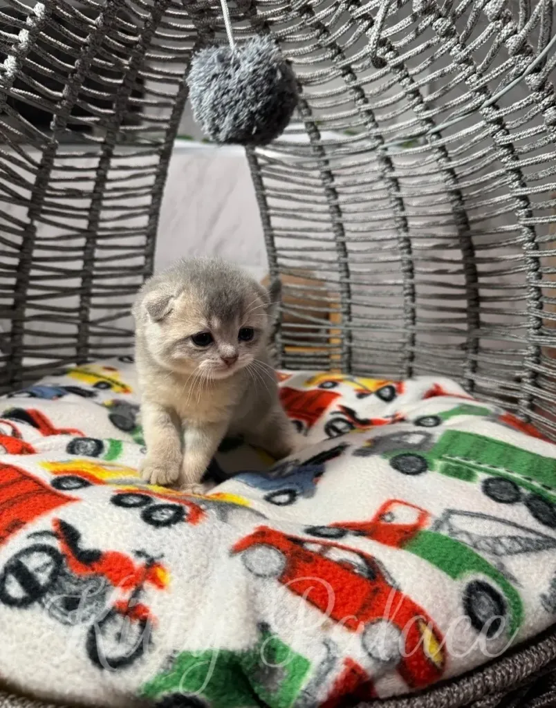 A sweet kitten rests in a plush basket adorned with a colorful, playful blanket