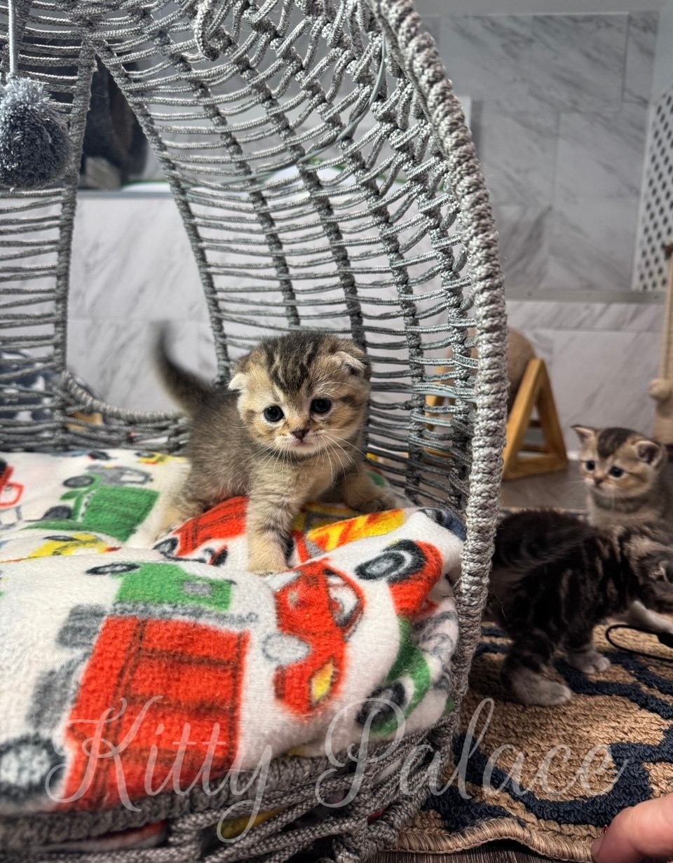 A sweet scene of playful kittens enjoying a comfortable and warm spot in a wicker basket, showcasing their charm and cuteness