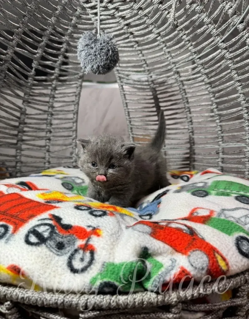 A tiny blue kitten rests on a colorful cushion adorned with vehicle illustrations