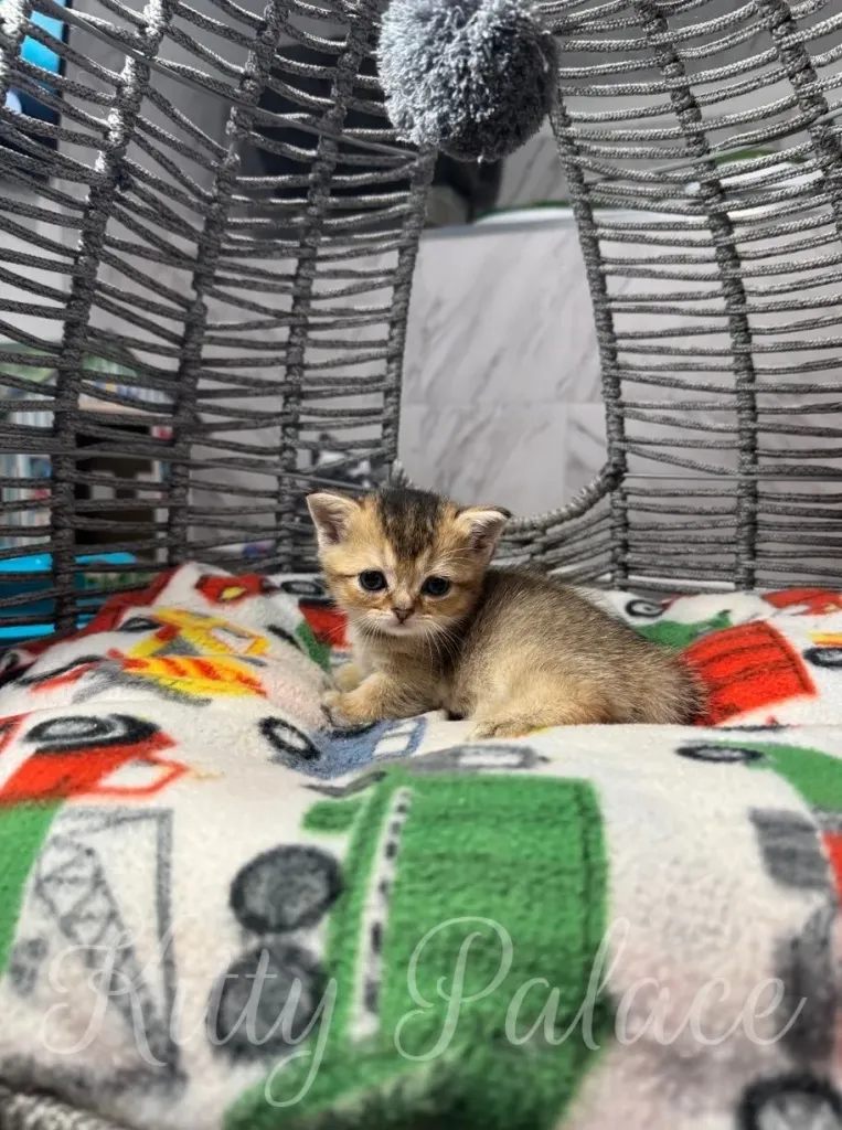 A tiny kitten comfortably sitting on a vibrant blanket, surrounded by a cozy and inviting setup