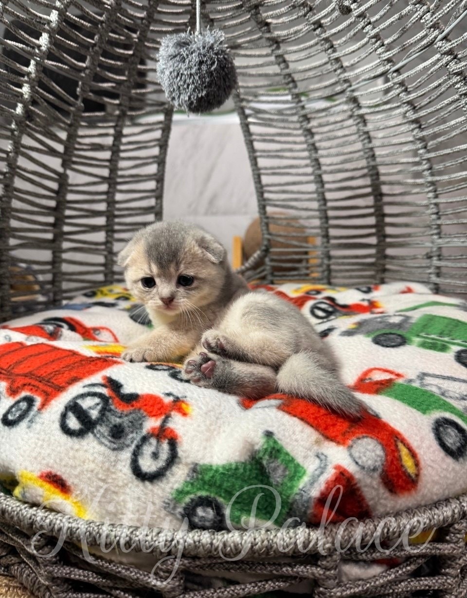 A tiny kitten is comfortably lying on a colorful blanket inside a charming wicker basket.