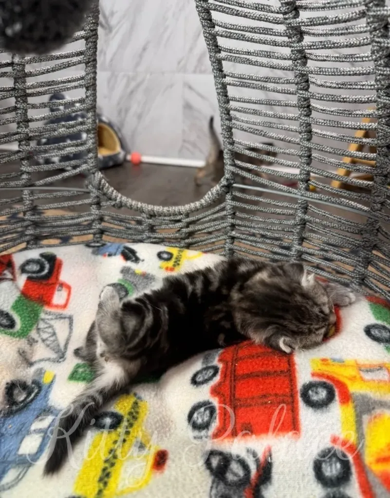 A tiny kitten sleeps peacefully on a patterned blanket, surrounded by a comfy environment