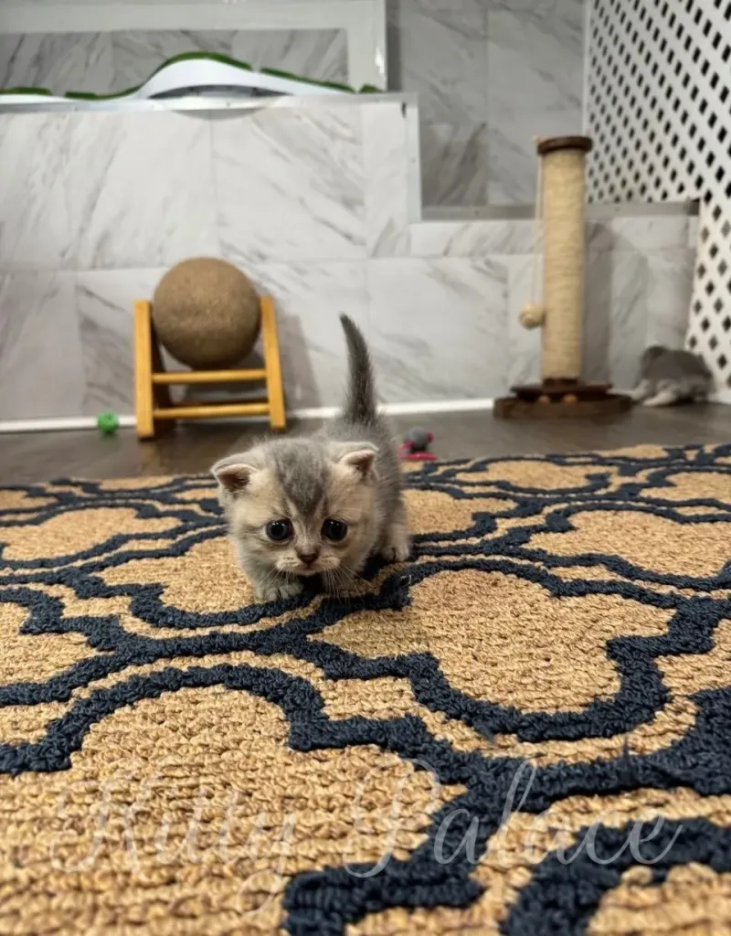 A young, curious kitten walking on a patterned rug in an elegant interior. The cozy room features cat-friendly furniture