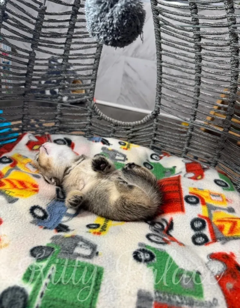 A young kitten lays peacefully on a colorful blanket under a woven basket structure