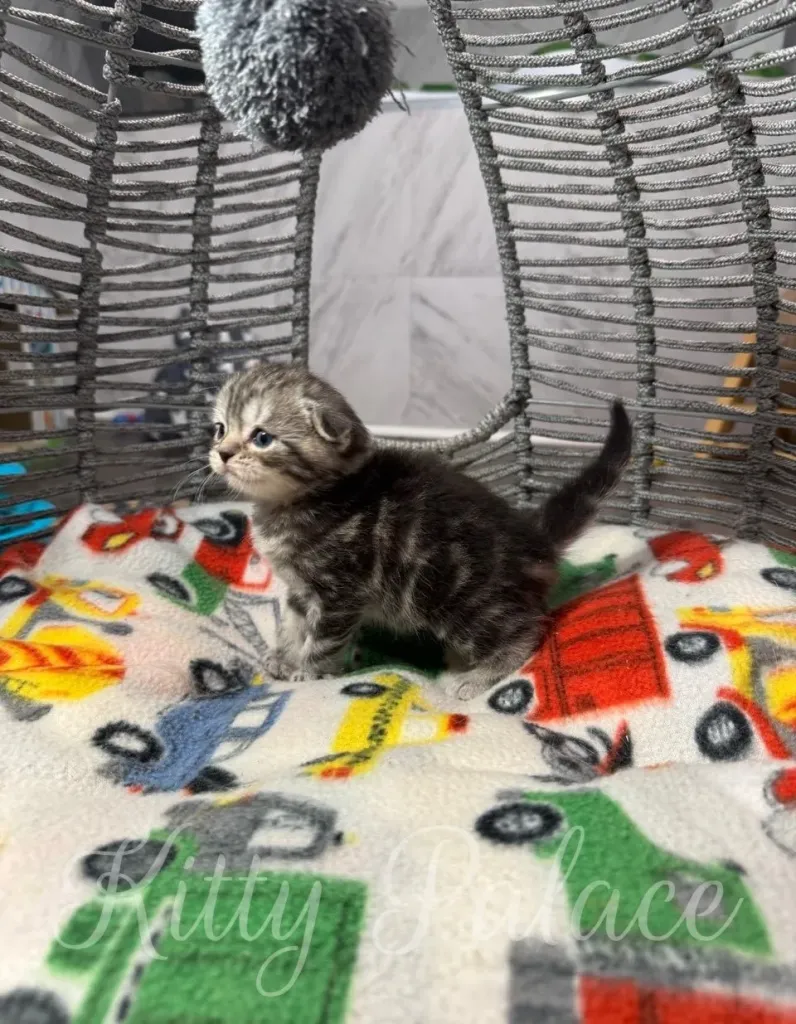 A young tabby kitten exploring a vibrant blanket, nestled within a cozy, suspended cat hammock