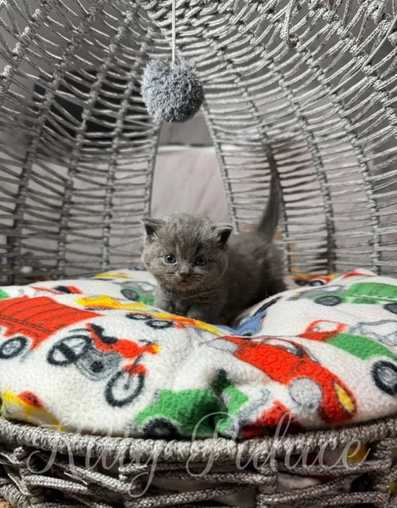 Adorable blue kitten sitting comfortably on a brightly colored cushion inside a cozy wicker basket