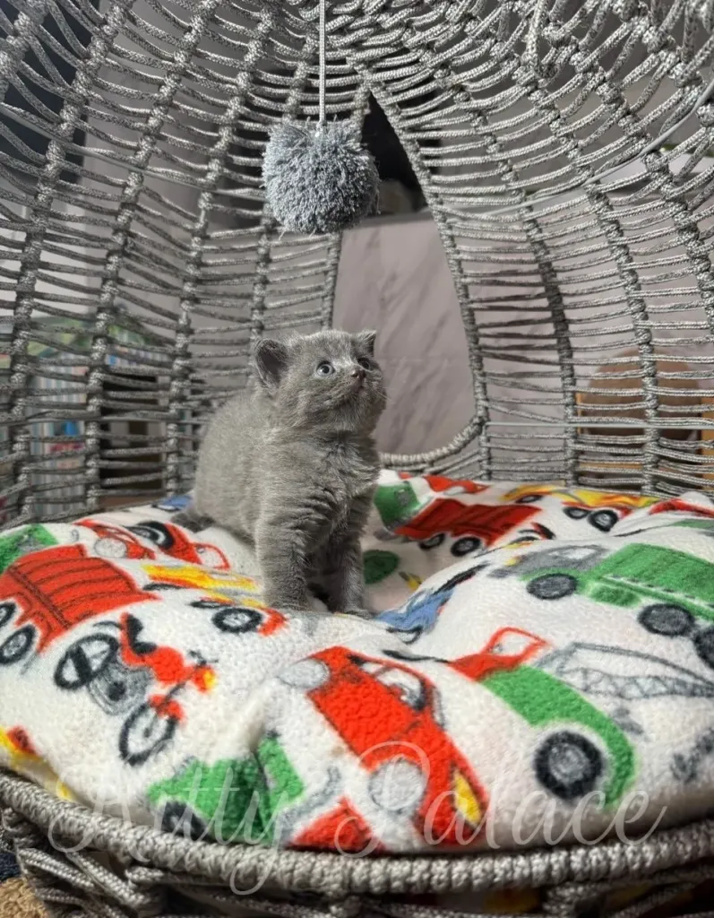 Adorable gray kitten sitting in its bed adorned with vibrant patterns inside a textured, woven house