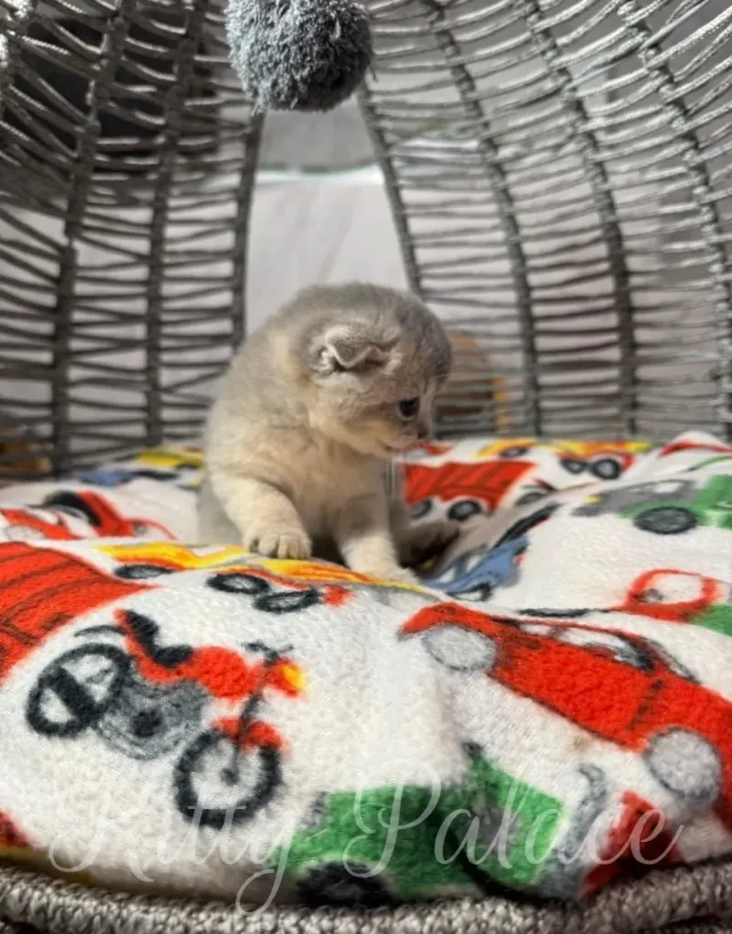 Adorable gray kitten sitting on a colorful patterned blanket within a cozy enclosure