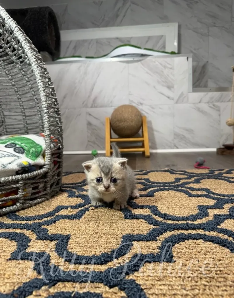 Adorable kitten exploring a comfortable and playful environment with a patterned carpet and toys