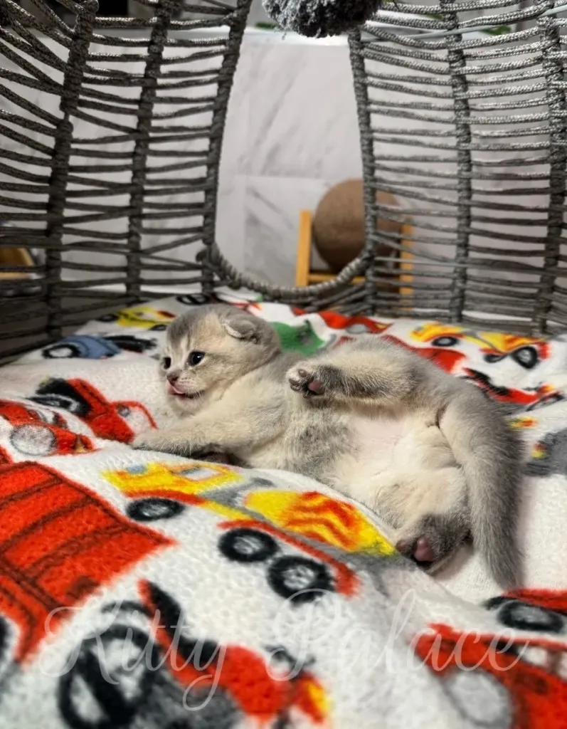 Adorable kitten resting on a colorful blanket with construction-themed designs