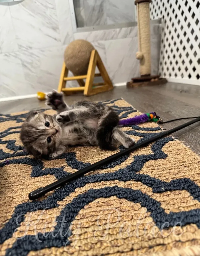 Adorable marble scottish fold kitten rolling on a patterned carpet, surrounded by play toys and surrounded by an engaging environment for pets