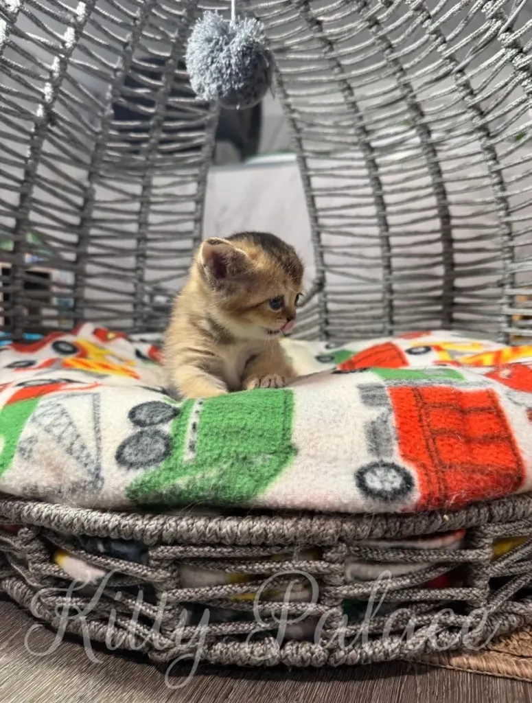 Adorable kitten seated in a stylish wicker basket, surrounded by a colorful and cozy blanket