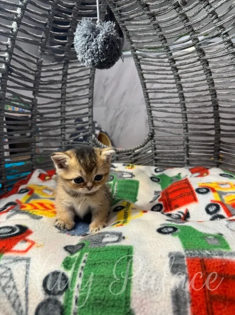 Adorable kitten sitting on a colorful patterned blanket inside a woven basket