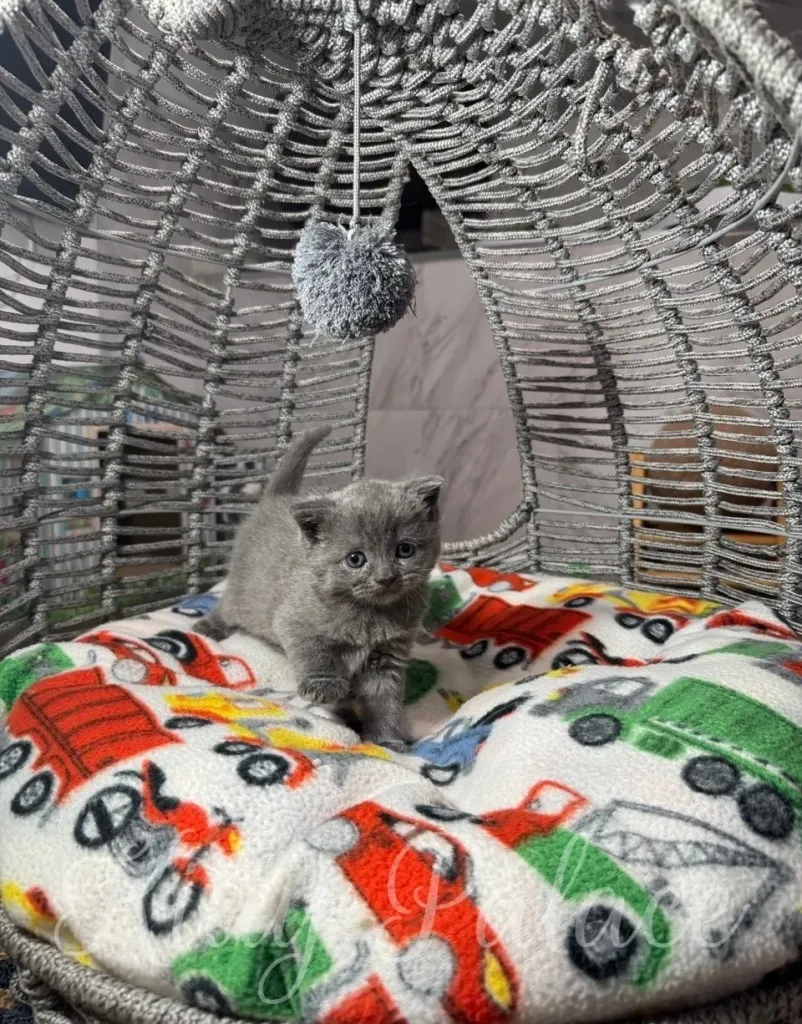 Adorable young kitten sits comfortably on a patterned blanket inside a decorative basket