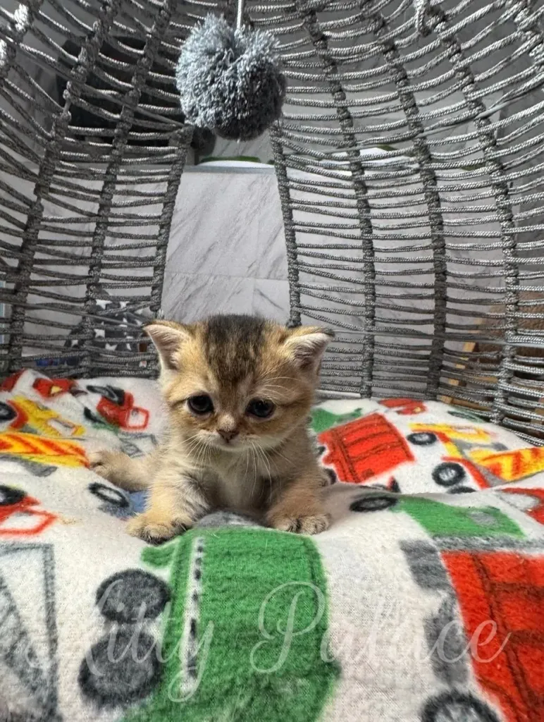 An adorable munchkin black golden kitten poses on a colorful blanket within a stylish woven cat bed, creating a heartwarming and cozy ambiance