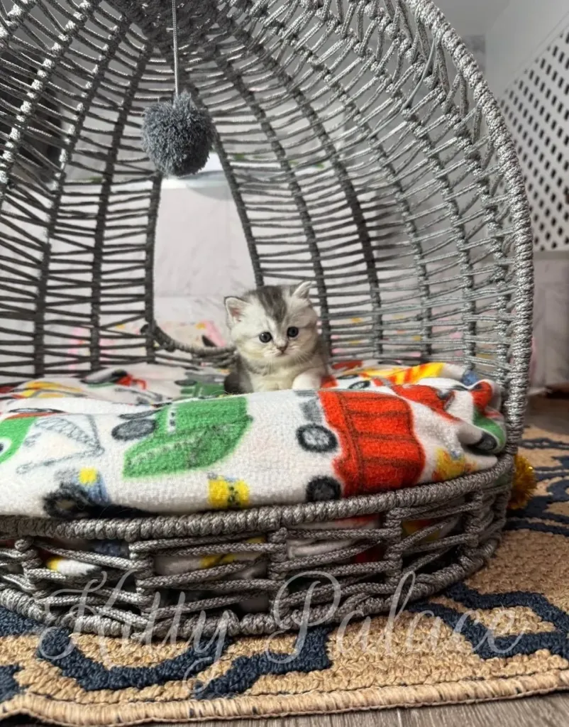 Black silver chinchilla kitten Una gazes up while nestled in a cozy cat chair