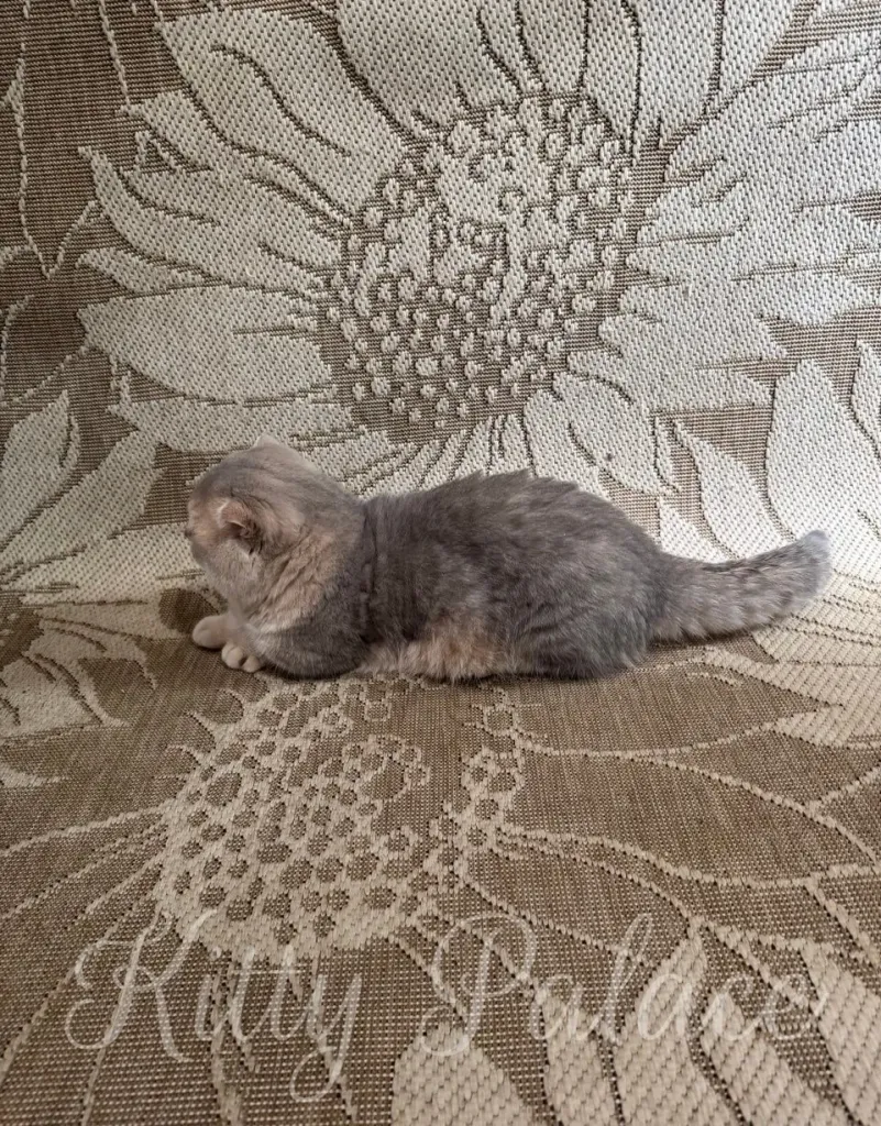 Blue cat lounging on a beautifully textured floral-pattern surface, showcasing tranquility and charm