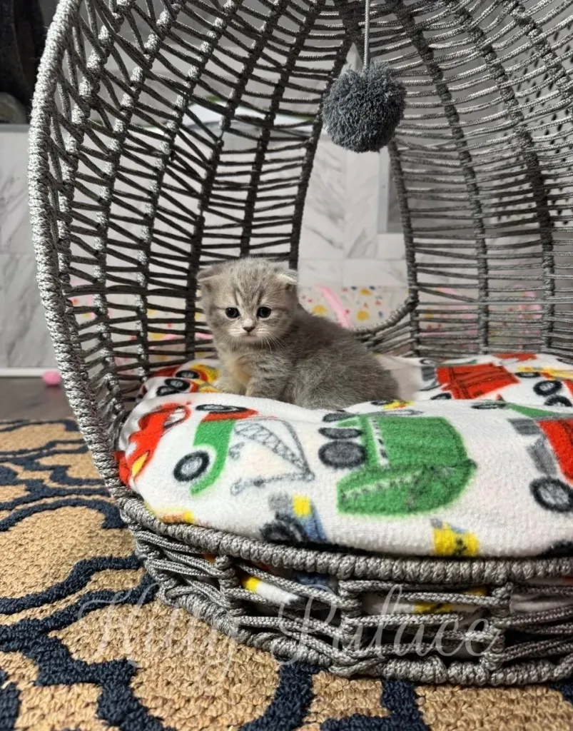 Blue golden munchkin kitten relaxing in a round wicker bed on a colorful truck blanket