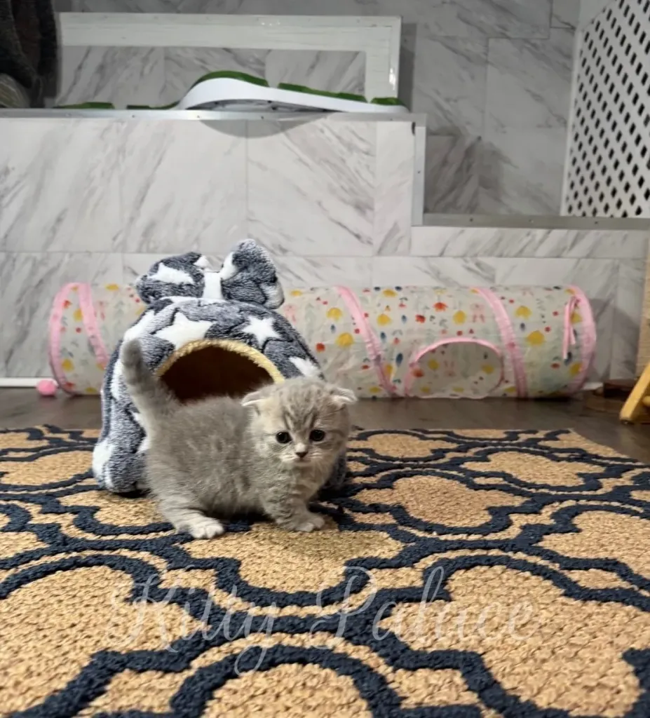Blue golden munchkin kitten with short legs standing alertly in front of a cozy gray cat house