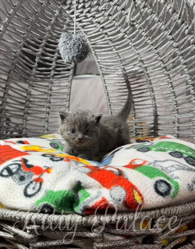 kitten lying on a soft, colorful cushion, surrounded by intricate woven wicker design for optimal comfort and cute aesthetic