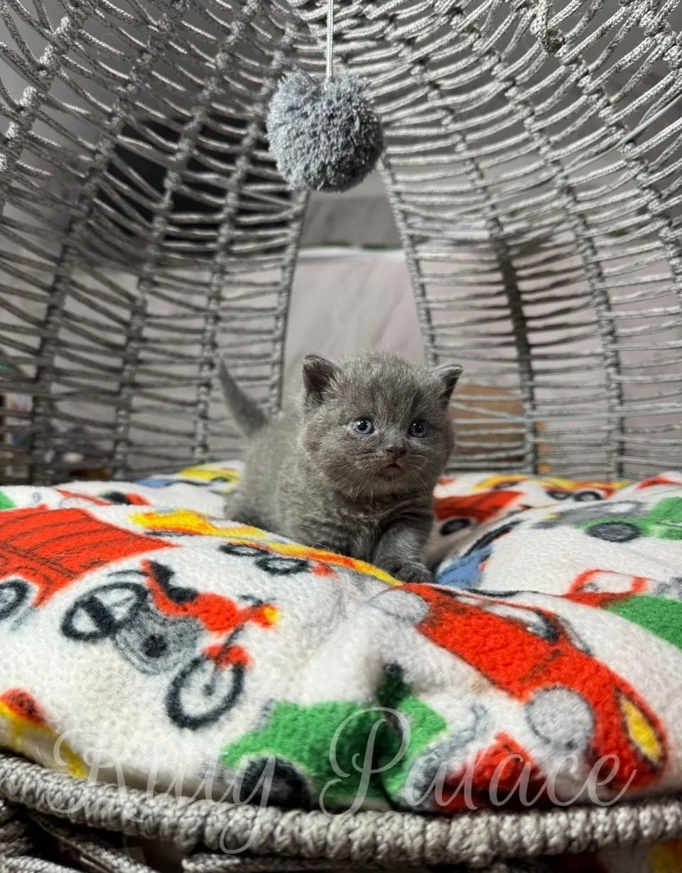 blue munchkin kitten resting on a soft cushion with colorful patterns in a wicker cat bed
