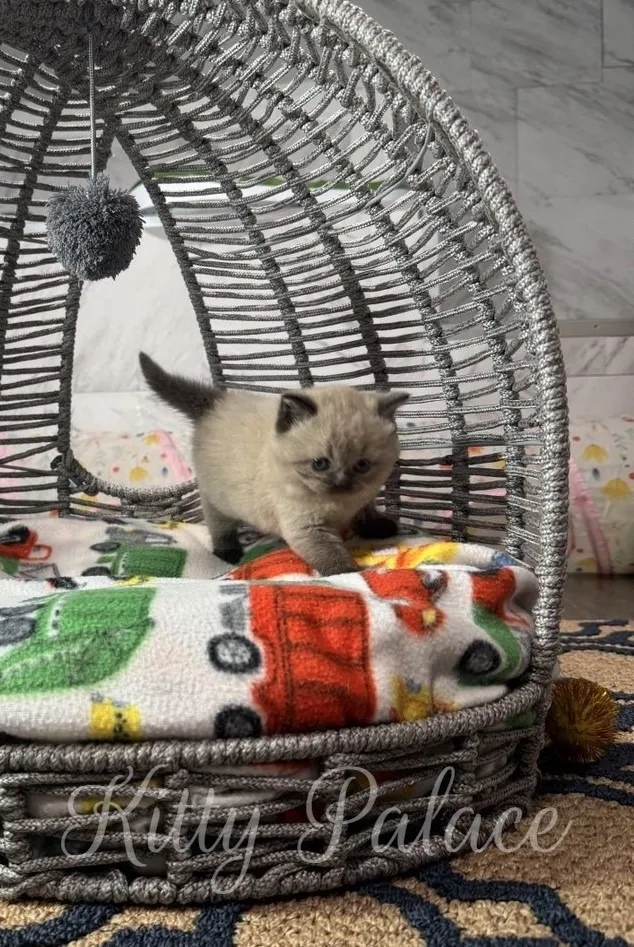 Bright-eyed chocolate point kitten stepping across a blanket with toy cars and trucks