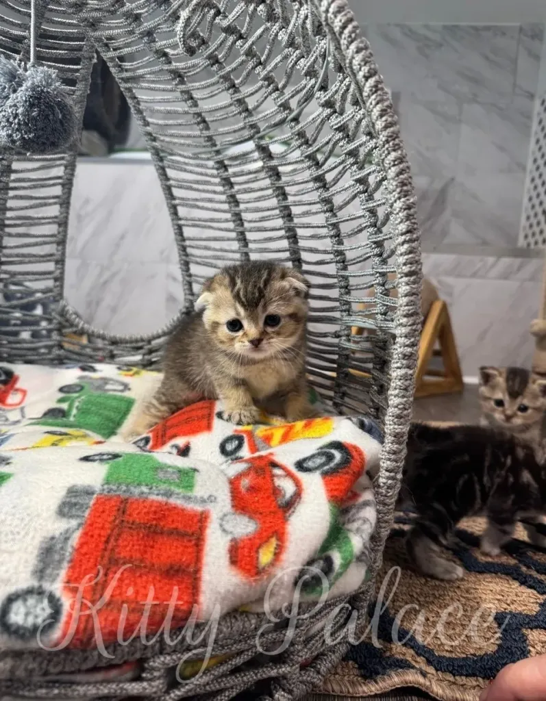 Charismatic kittens lounging in a cozy wicker basket featuring a vibrant patterned blanket