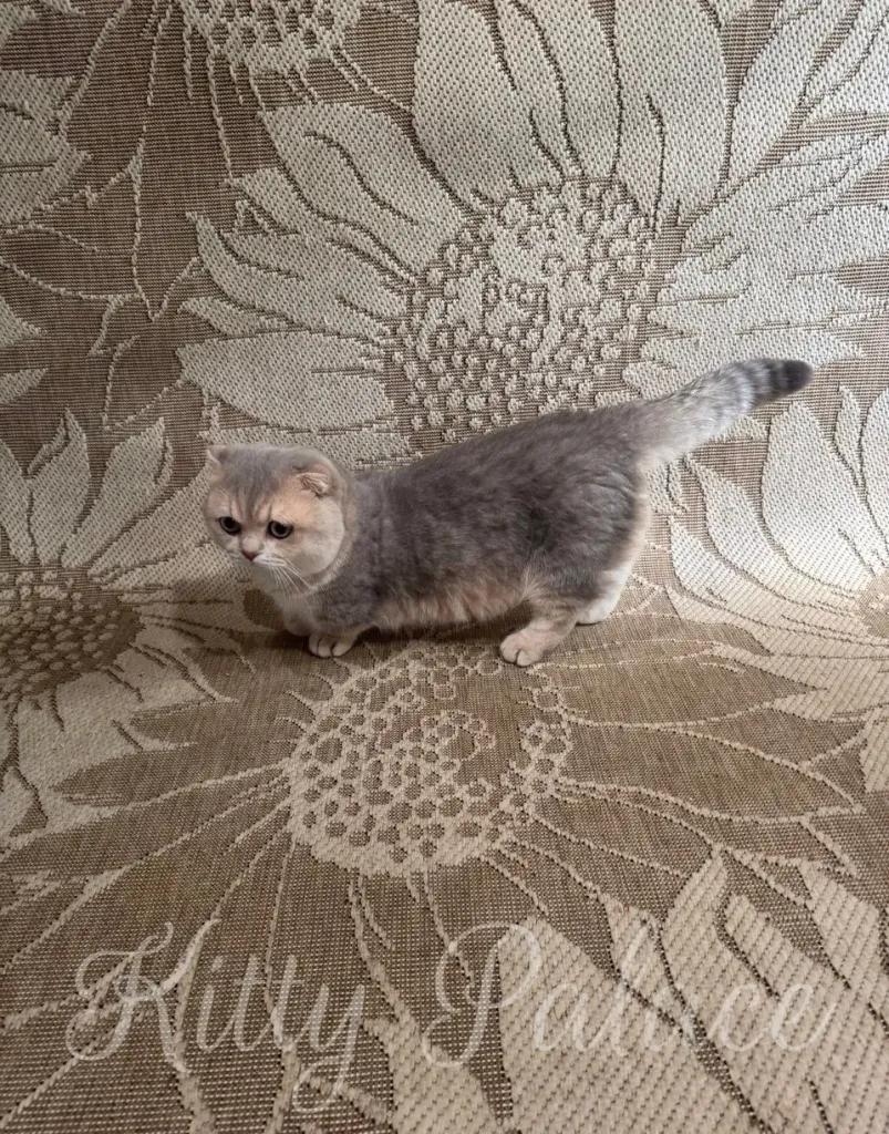 Charming cat with short legs exploring a textured sunflower-patterned backdrop