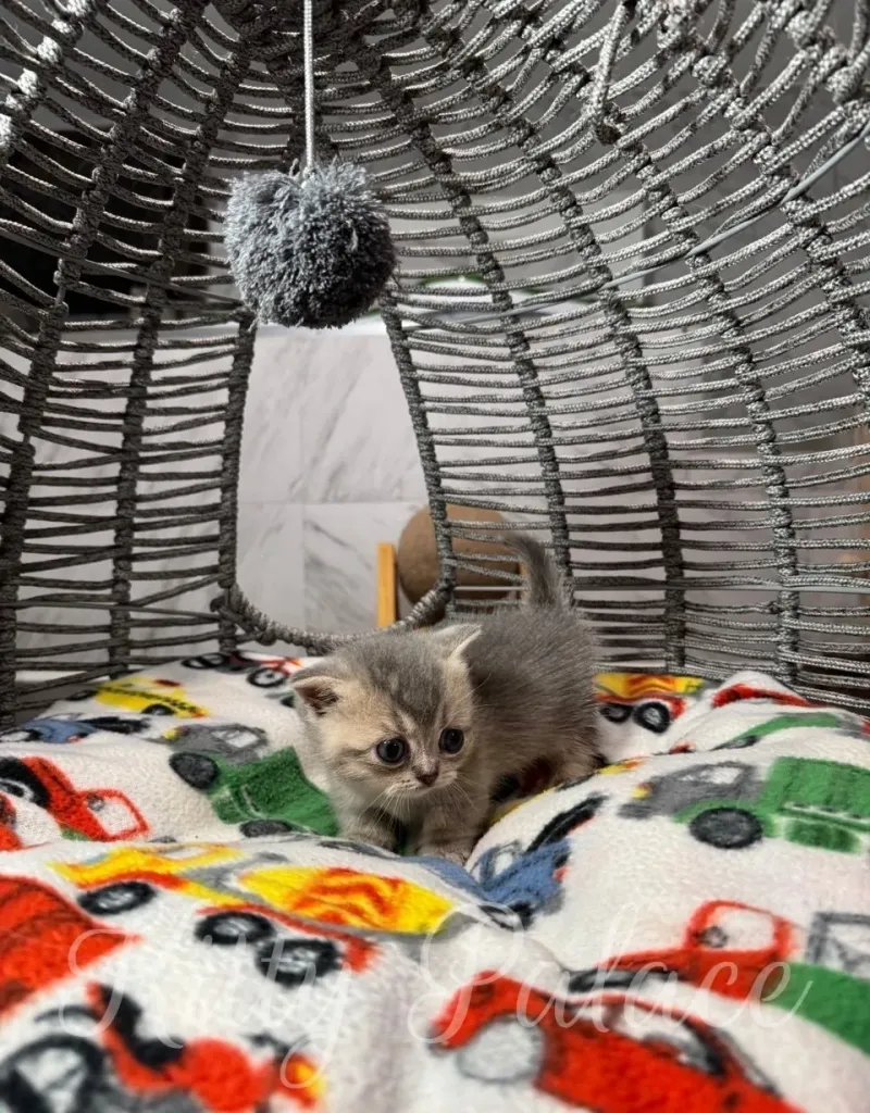 Charming munchkin blue golden kitten with big eyes sits on a bright blanket featuring playful patterns