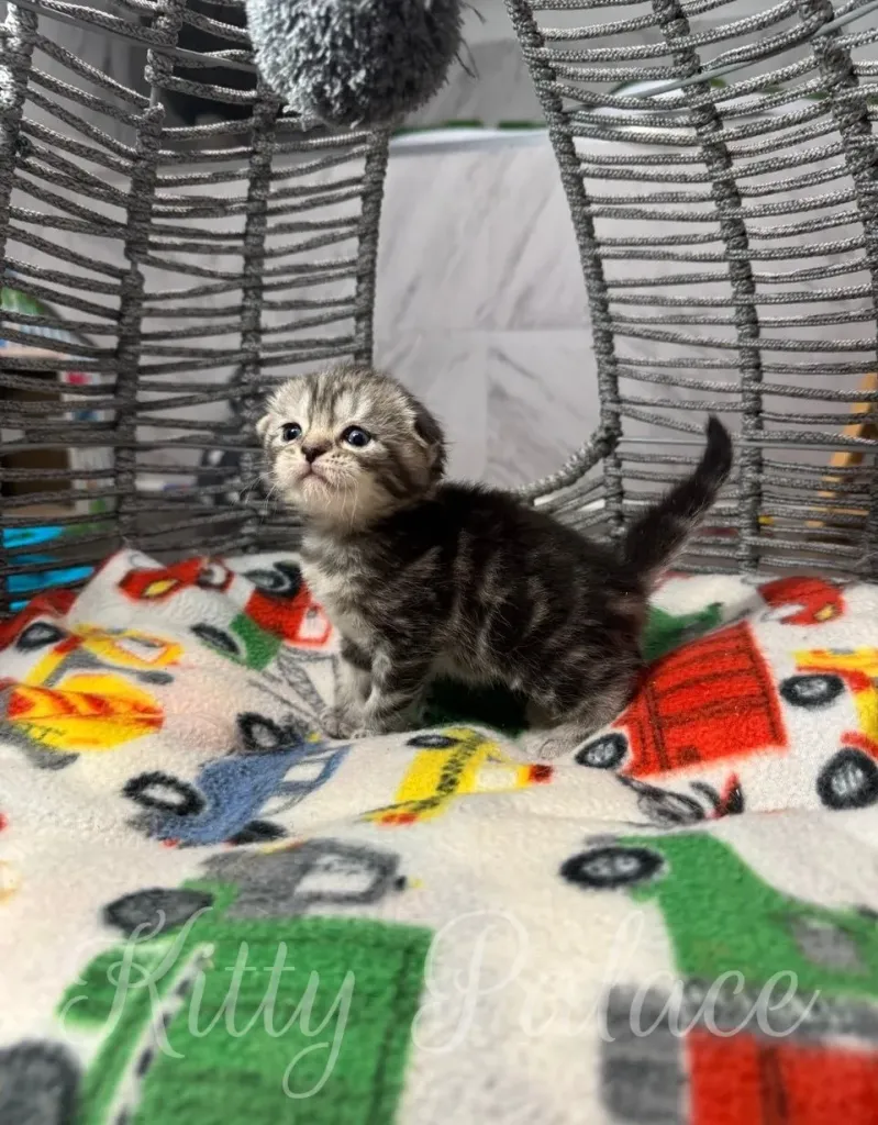 Charming gray-striped Scottish Fold kitten sitting comfortably on a colorful blanket