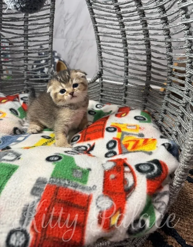 Charming image of a Scottish Fold kitten lounging inside a rustic wicker basket, enjoying a cozy, colorful blanket decorated with car motifs