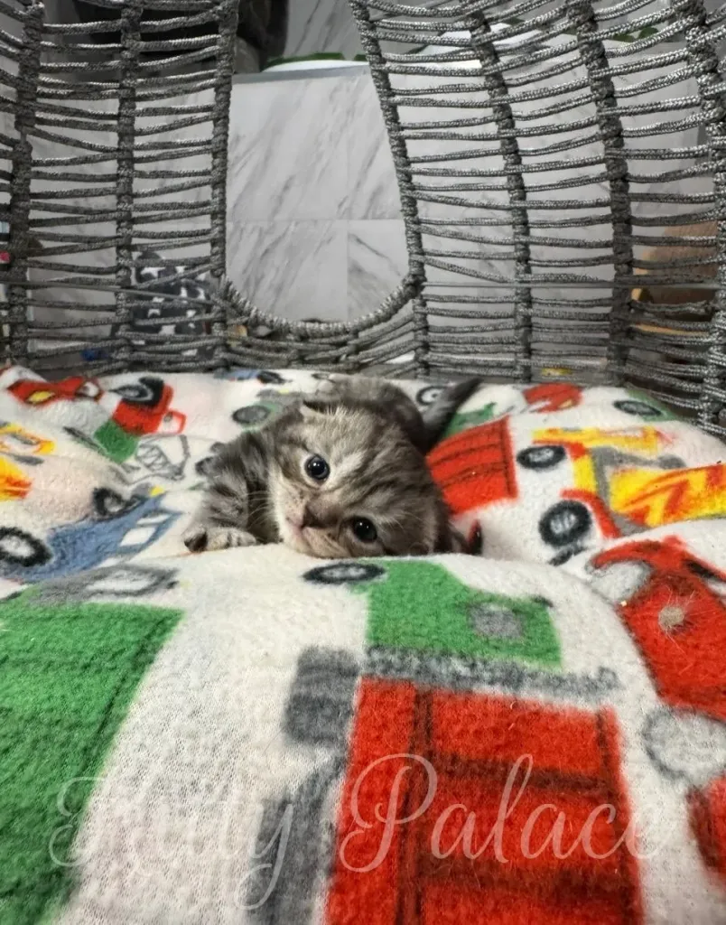 Charming image of a tiny gray tabby kitten resting on a vibrant blanket inside a wicker basket