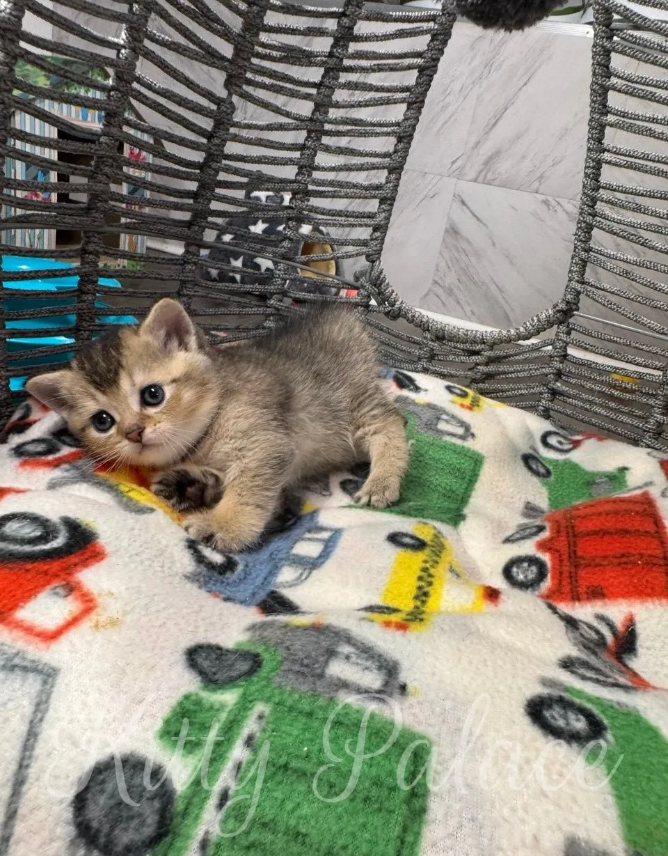 Charming kitten comfortably resting on a vibrant blanket inside a stylish woven hammock