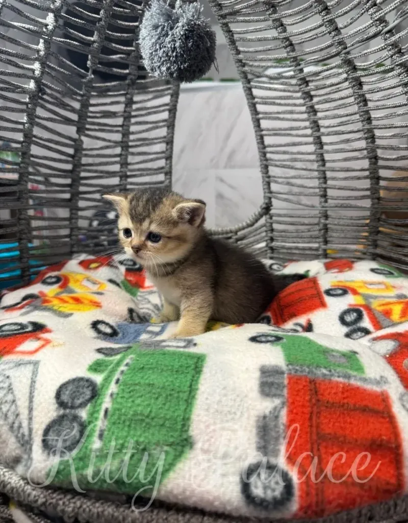 Charming black golden scottish straight kitten sitting inside a cozy woven basket surrounded by soft, playful decorations