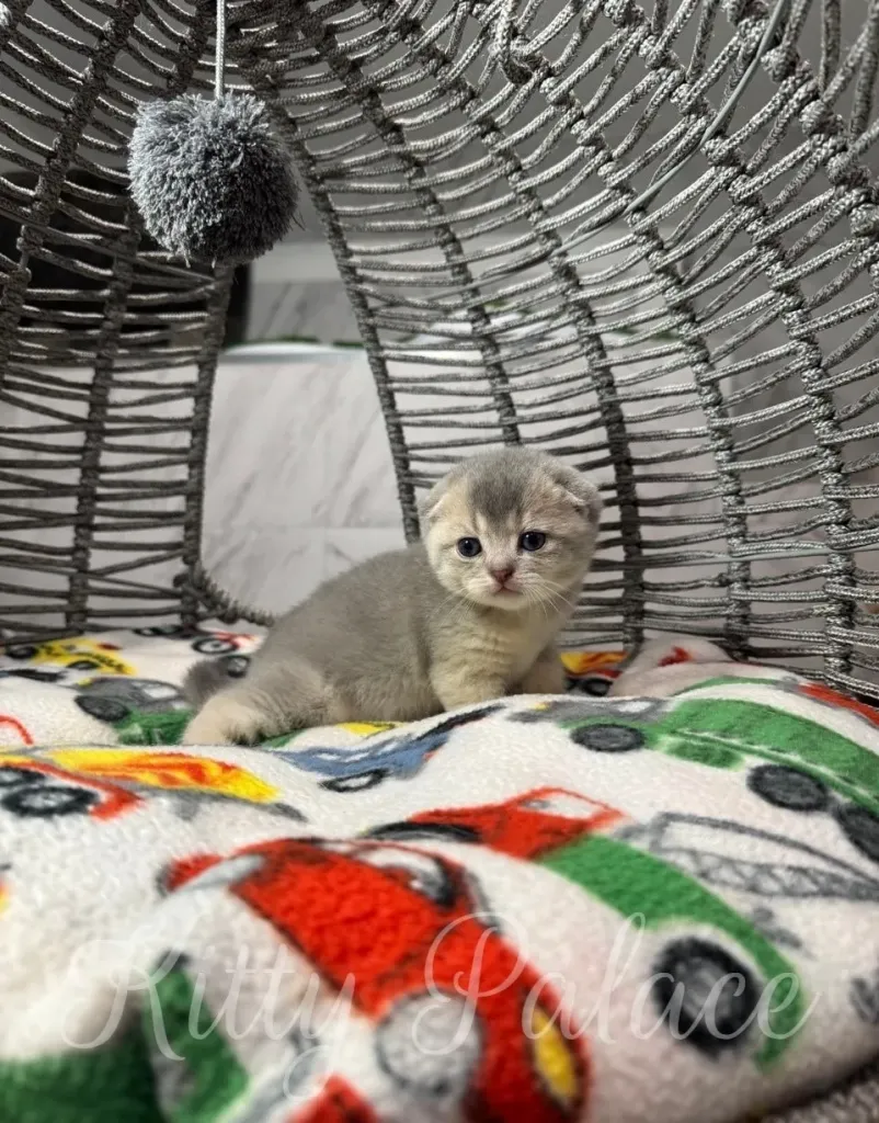 Charming photo of a young gray kitten seated on a vivid blanket with car motifs, featuring a lattice-style enclosure and a playful hanging toy