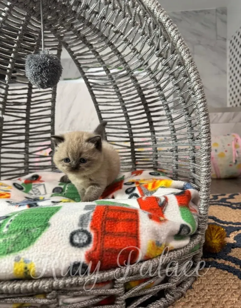 Chocolate-eared kitten cautiously walking forward under a hanging pompom toy
