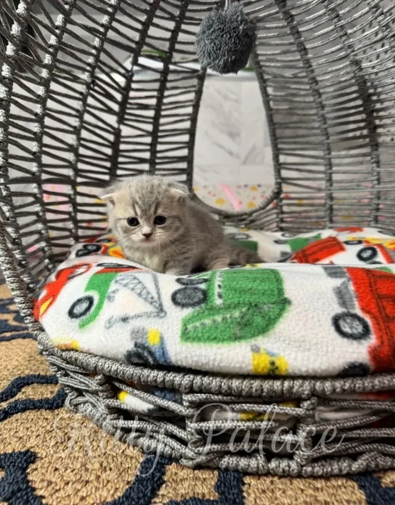 Chubby gray munchkin kitten sitting inside a basket bed under a hanging pompom toy