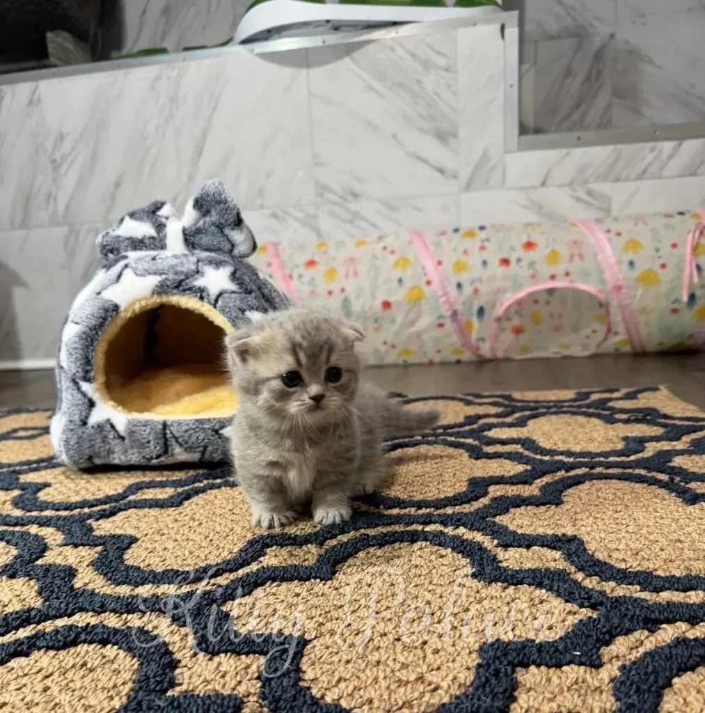 Close-up of a small Blue golden munchkin kitten sitting in front of a soft, star-covered cat cave