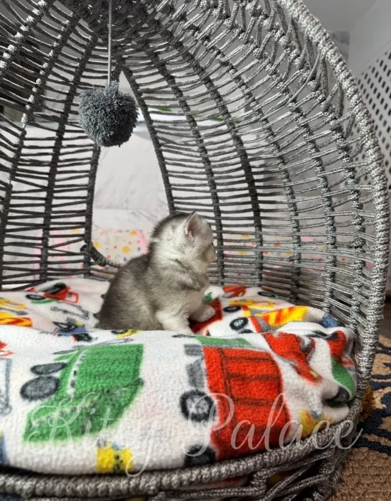 Curious kitten Una with silver shading looks to the side while sitting on a bright patterned blanket