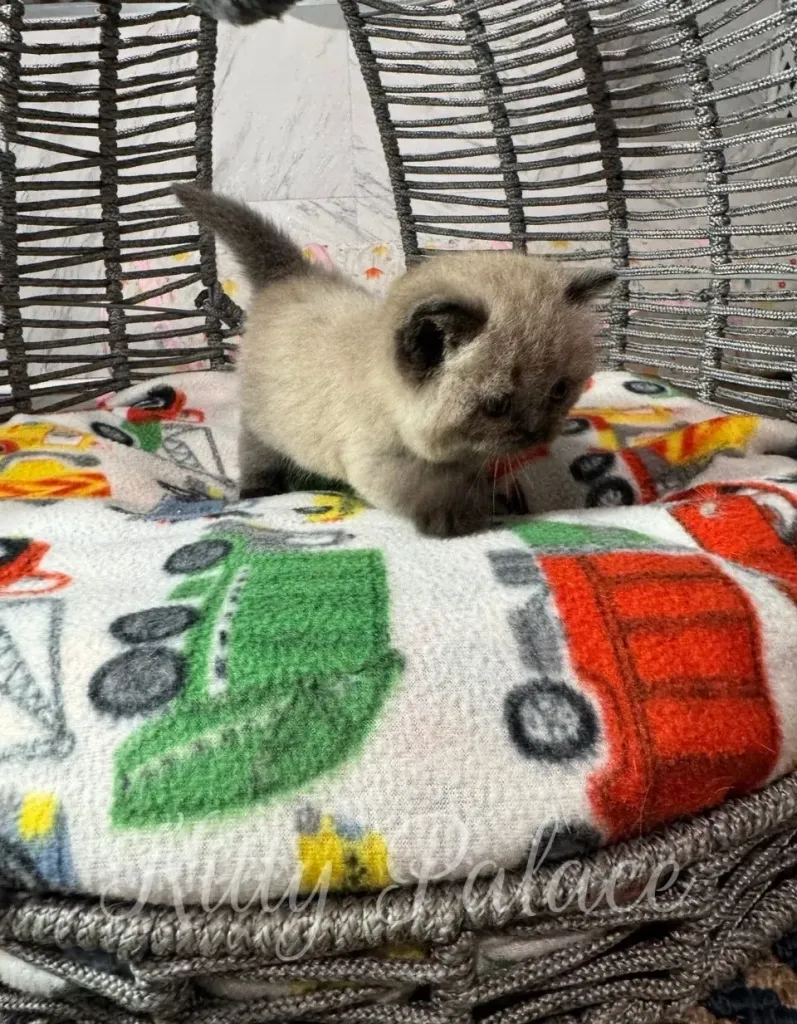 Curious kitten with chocolate point markings exploring a colorful blanket inside a wicker basket