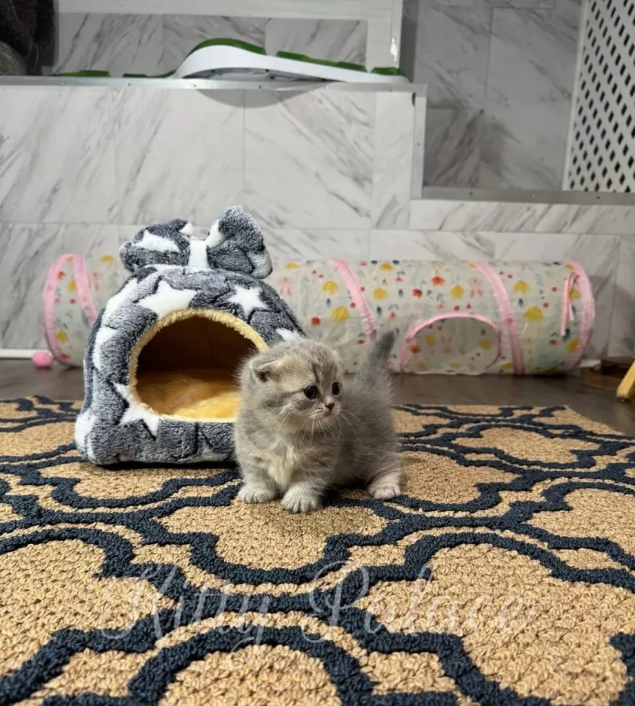 Curious kitten with plush gray fur gazing sideways, tunnel toy in the background
