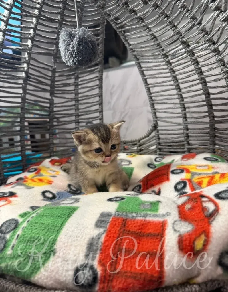Cute and small black golden scottish straight kitten resting on a colorful blanket inside a cozy wicker basket