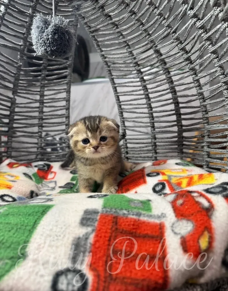 Cute fluffy kitten in a cozy bed, surrounded with colorful blanket and charming decoration