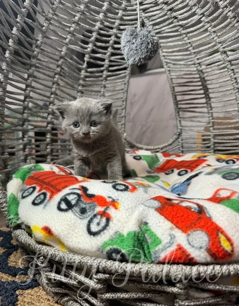 Cute blue scottish straight kitten kitten sits on a colorful cushion in a charming wicker bed